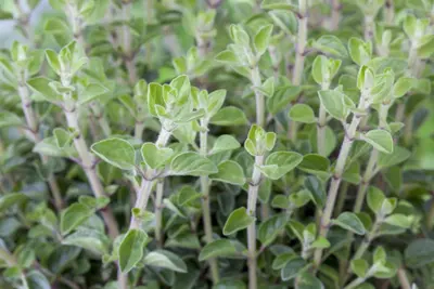 Origanum vulgare (wilde marjolein of oregano) 15cm - afbeelding 38