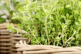 Origanum vulgare (wilde marjolein of oregano) 15cm - afbeelding 44