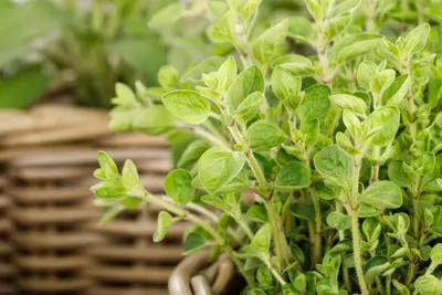 Origanum vulgare (wilde marjolein of oregano) 15cm - afbeelding 45