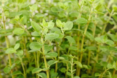 Origanum vulgare (wilde marjolein of oregano) 15cm - afbeelding 57