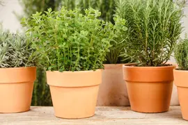 Origanum vulgare (wilde marjolein of oregano) 15cm - afbeelding 61