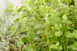 Origanum vulgare (wilde marjolein of oregano) 15cm - afbeelding 62