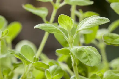 Origanum vulgare (wilde marjolein of oregano) 15cm - afbeelding 64