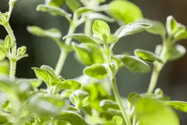 Origanum vulgare (wilde marjolein of oregano) 15cm - afbeelding 65