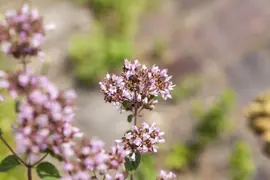 Origanum vulgare (wilde marjolein of oregano) 15cm - afbeelding 70