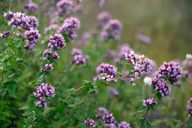 Origanum vulgare (wilde marjolein of oregano) 15cm - afbeelding 2