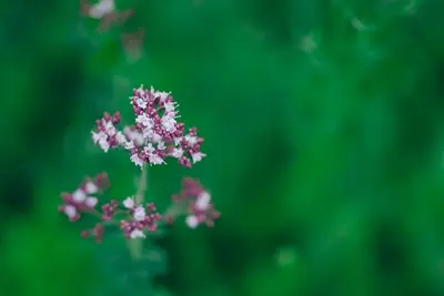 Origanum vulgare (wilde marjolein of oregano) 15cm - afbeelding 4
