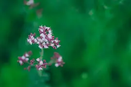 Origanum vulgare (wilde marjolein of oregano) 15cm - afbeelding 4