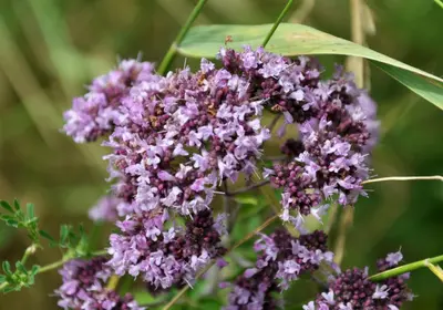 Origanum vulgare (wilde marjolein of oregano) 15cm - afbeelding 3