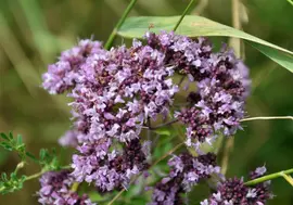 Origanum vulgare (wilde marjolein of oregano) 15cm - afbeelding 3