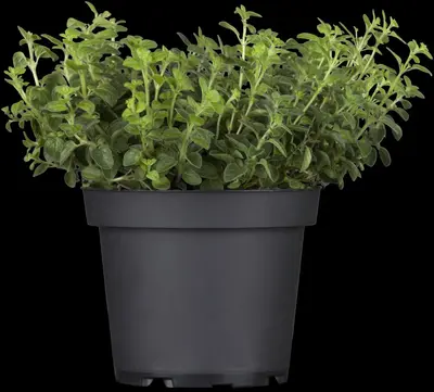 Origanum vulgare (wilde marjolein of oregano) 15cm - afbeelding 8