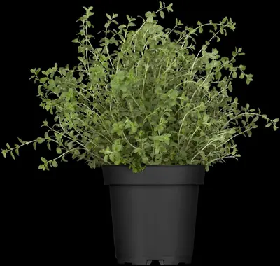 Origanum vulgare (wilde marjolein of oregano) 15cm - afbeelding 14