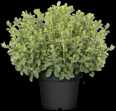 Origanum vulgare (wilde marjolein of oregano) 15cm - afbeelding 40