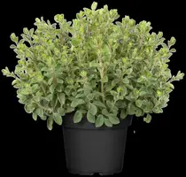 Origanum vulgare (wilde marjolein of oregano) 15cm - afbeelding 40