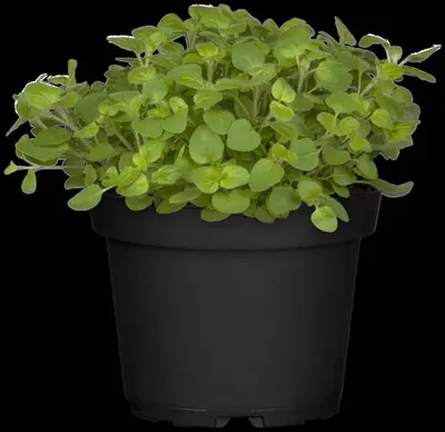 Origanum vulgare (wilde marjolein of oregano) 15cm - afbeelding 73