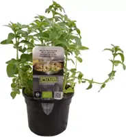 Origanum vulgare (wilde marjolein of oregano) 15cm - afbeelding 1