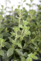 Origanum vulgare (wilde marjolein of oregano) 15cm - afbeelding 7
