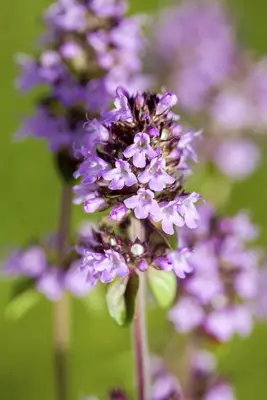 Origanum vulgare (wilde marjolein of oregano) 15cm - afbeelding 27