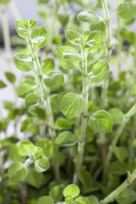 Origanum vulgare (wilde marjolein of oregano) 15cm - afbeelding 33