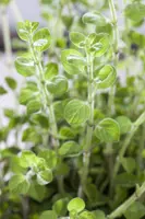 Origanum vulgare (wilde marjolein of oregano) 15cm - afbeelding 33