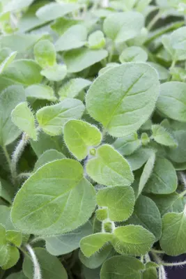 Origanum vulgare (wilde marjolein of oregano) 15cm - afbeelding 35