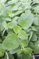 Origanum vulgare (wilde marjolein of oregano) 15cm - afbeelding 35
