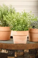 Origanum vulgare (wilde marjolein of oregano) 15cm - afbeelding 46