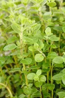 Origanum vulgare (wilde marjolein of oregano) 15cm - afbeelding 54