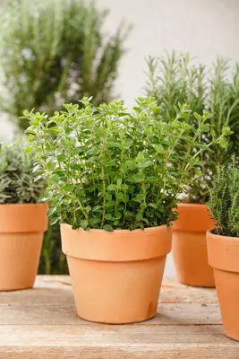 Origanum vulgare (wilde marjolein of oregano) 15cm - afbeelding 55