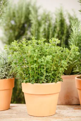 Origanum vulgare (wilde marjolein of oregano) 15cm - afbeelding 59