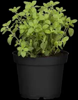 Origanum vulgare (wilde marjolein of oregano) 15cm - afbeelding 63