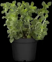 Origanum vulgare (wilde marjolein of oregano) 15cm - afbeelding 67