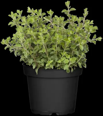 Origanum vulgare (wilde marjolein of oregano) 15cm - afbeelding 74