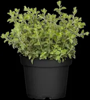 Origanum vulgare (wilde marjolein of oregano) 15cm - afbeelding 74
