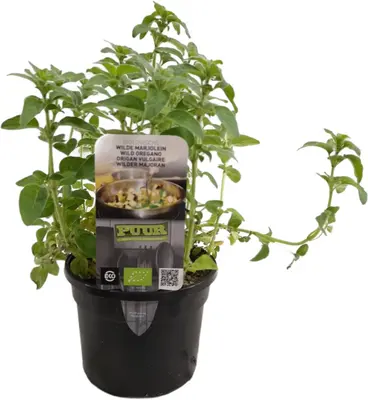 Origanum vulgare (wilde marjolein of oregano) 15cm - afbeelding 1