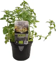 Origanum vulgare (wilde marjolein of oregano) 15cm - afbeelding 1