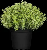 Origanum vulgare (wilde marjolein of oregano) 15cm - afbeelding 17