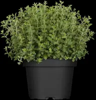 Origanum vulgare (wilde marjolein of oregano) 15cm - afbeelding 15