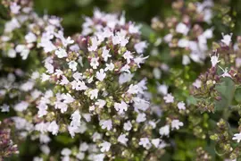 Origanum vulgaris compactum (Wilde marjolein) - afbeelding 6