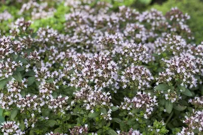 Origanum vulgaris compactum (Wilde marjolein) - afbeelding 9