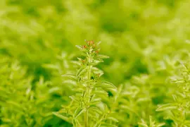 Origanum vulgaris compactum (Wilde marjolein) - afbeelding 10