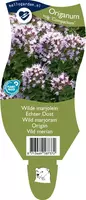 Origanum vulgaris compactum (Wilde marjolein) kopen?