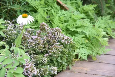 Origanum vulgaris compactum (Wilde marjolein) - afbeelding 2