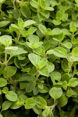 Origanum vulgaris compactum (Wilde marjolein) - afbeelding 4
