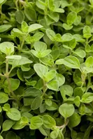 Origanum vulgaris compactum (Wilde marjolein) - afbeelding 4
