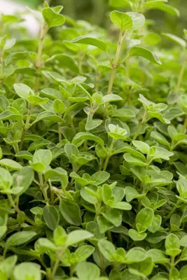 Origanum vulgaris compactum (Wilde marjolein) - afbeelding 5