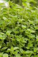 Origanum vulgaris compactum (Wilde marjolein) - afbeelding 5