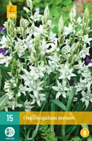Ornithogalum nutans 15 stuks - afbeelding 1