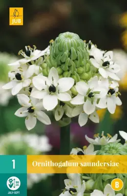 Ornithogalum saundersiae 1 stuks - afbeelding 1