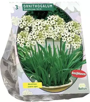 Ornithogalum saundersiae 3 stuks - afbeelding 1